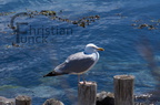 DSC00590 kl