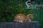 DSC00837 kl