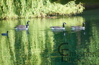 DSC00148 kl