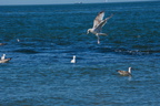 DSC03667